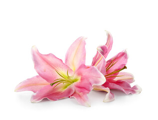 Beautiful lily flowers on white background