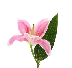 Beautiful pink lily flower on white background