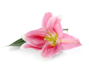 Fototapeta na wymiar Beautiful pink lily flower on white background