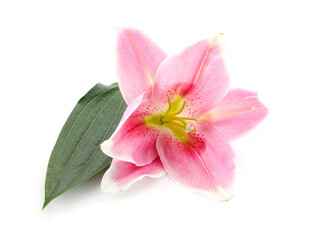 Fototapeta premium Beautiful pink lily flower on white background