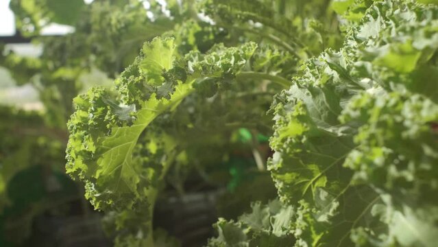 Organically grown curly kale plant in home balcony garden
