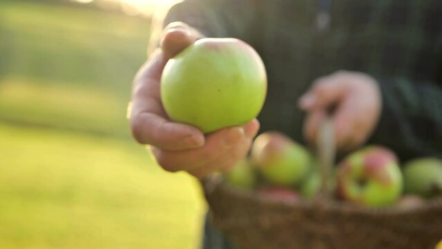 Apples in a basket.Mans hand holds out a ripe apple. Collection of autumn fruits. Autumn harvest of apples.fruit abundance.Organic Farm Fresh Fruits. 4k footage