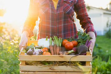 a farmer woman holds a wooden box with fresh harvested vegetables in the setting sun, a close-up...