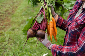 bio vegetables in the hands of a farmer, carrots and beets dug out of the ground, a good harvest of...