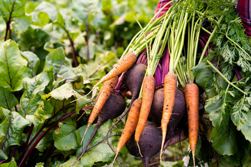 bio vegetables in the hands of a farmer, carrots and beets dug out of the ground, a good harvest of...