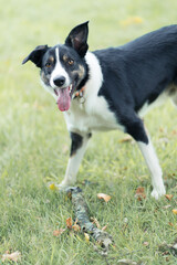 Border Collie