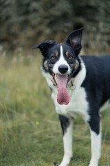 Border Collie
