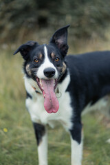 Border Collie