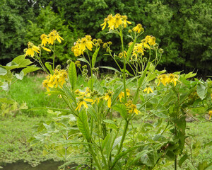 Verbesina alternifolia (Wingstem) Native North American Wildflower