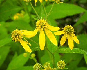 Obraz premium Verbesina alternifolia (Wingstem) Native North American Wildflower