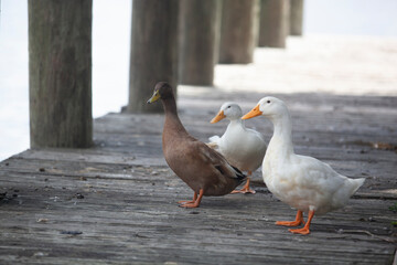 Wild ducks on dock or in water.