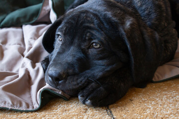 Cute dark brindle english mastiff puppy.