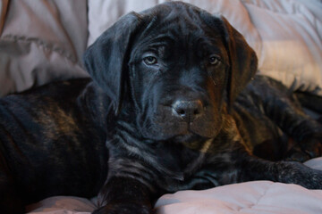 Adorable English Mastiff puppy portrait.
