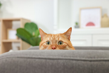Cute ginger cat lying on armchair at home © New Africa