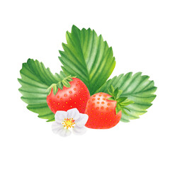 Composition of ripe strawberries on transparent background. Watercolor hand drawn illustration. For advertising, packaging, menus, invitations, business cards, postcards, printing.