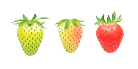 Set of strawberries isolated on transparent background. Watercolor hand drawn illustration. For advertising, packaging, menus, invitations, business cards, postcards, printing.