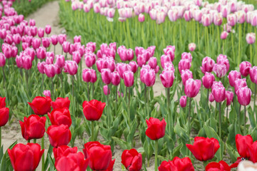 Beautiful colorful tulip flowers growing in field