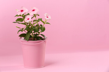 Catharanthus roseus in flower pot on pink background. Space for text