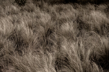 Muted Colors of Dry Grasses In Big Bend