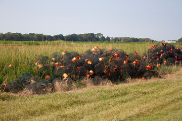 Crawfish traps for crawfish ponds in Louisiana.