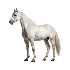 Obraz na płótnie Canvas white horse isolated 