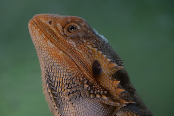 Portrait of a young bearded dragon.