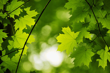 blurred green maple leaves in the park