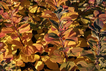 Close-up of autumnal leaves on bushes