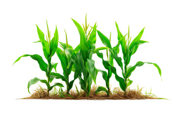 Corn plants growing over isolated transparent background