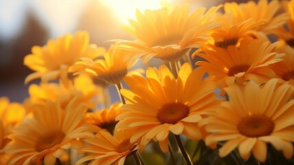 Obraz premium Sun-kissed daisies, a touch of summer's warmth 