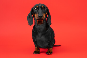 Excited dachshund with big eyes posing against red studio wall. Focused domestic dog with excited expression modelling for magazine in studio