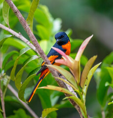 Orange minivet