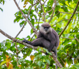 Purple-faced leaf-eating monkey