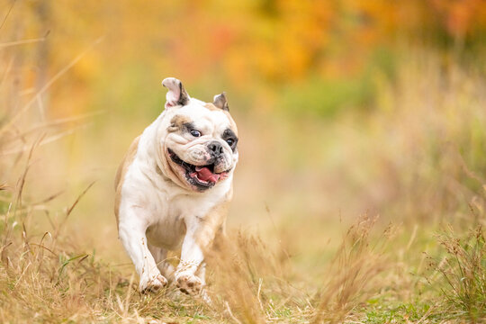 English bulldog running in an autumn setting