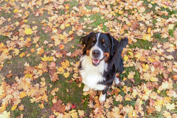 A smiling Bernese Mountain Dog in fall leaves.