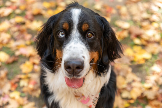 A sweet and silly Bernese Mountain Dog in fall