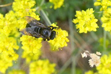 Carpenter bee on yellow peppergrass, Hells Kitchen Overlook, Calaveras County, California 