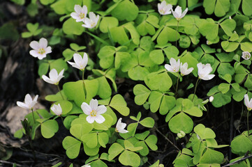 first May Anemone  in Izmailovsky park