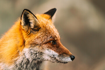 Fototapeta premium Portrait Ezo red fox