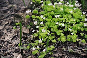 the first May primroses in Izmailovsky park in Moscow