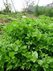 Rural Agriculture: A Look at the vegetables Farm Industry