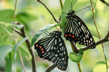 Butterfly called 
