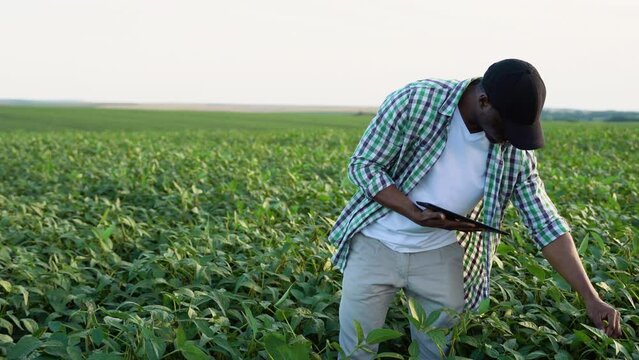 African farmer on soybean field, a man using a tablet to check the crop growth and monitor the soil conditions