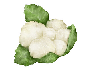cauliflower watercolor illustration isolated element