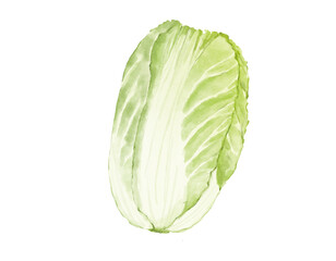 chinese cabbage watercolor illustration isolated element