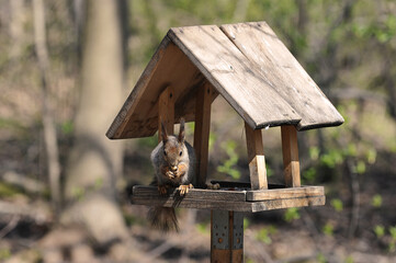 squirrel in the feeder