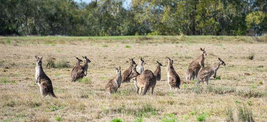 Grey kangaroos on the north coast of New South Wales, Australia.