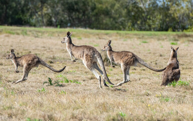 Grey kangaroos on the north coast of New South Wales, Australia.