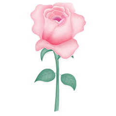 pink rose isolated on white