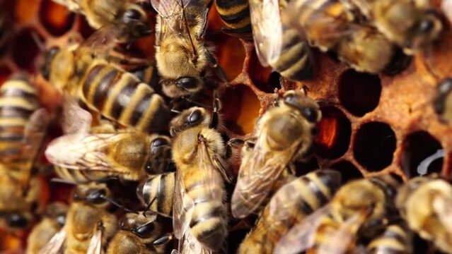 Bee pollen stored in the combs. Inside the Beehive - A honeycomb, wax cells with honey and pollen. A honey bee colony close up, beehive, organic beekeeping